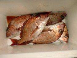 カゴ釣りでマダイ今年は好調！　三尾の磯