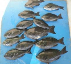 野原磯、2名でグレ40cmオーバー2匹を含…