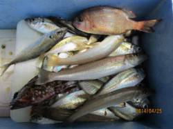 宮津東部のイカダでアジ・キスの釣果☆