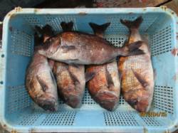 25日：田井観光フィッシング　海上釣堀　釣…