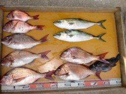 三尾の磯でカゴ釣り　真鯛の顔が拝めました