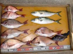 三尾の磯でカゴ釣り　真鯛の顔が拝めました