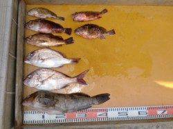 三尾の磯でカゴ釣り　真鯛の顔が拝めました