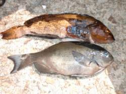 フカセでグレ・アイナメ、ナメタガレイもつれ…