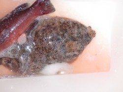 フカセでグレ・アイナメ、ナメタガレイもつれました♪