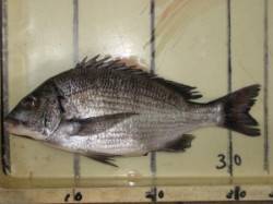 釣り日和も・・・今日は渋かったようです