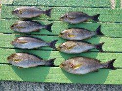 ヒラバエでのかご釣り＆フカセ釣り釣果　イサギ&チャリコ