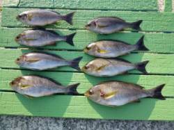 ヒラバエでのかご釣り＆フカセ釣り釣果　イサ…