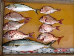 西肩、松ヶ下でのカゴ釣り〜ヒラマサにマダイ…