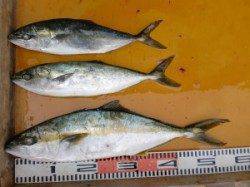 三尾の磯ジギングでヒラマサ・ハマチ〜潮が通れば青物好釣！