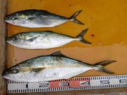 三尾の磯ジギングでヒラマサ・ハマチ〜潮が通…