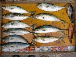 三尾の磯ジギングでヒラマサ・ハマチ〜潮が通れば青物好釣！