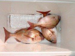 西肩、松ヶ下でのカゴ釣り〜ヒラマサにマダイの釣果