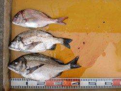 フカセでチヌ・マダイ、投げで良型アイナメの釣果も♪