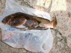 フカセでチヌ・マダイ、投げで良型アイナメの釣果も♪