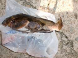 フカセでチヌ・マダイ、投げで良型アイナメの…