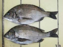 六本裏カセのチヌ、大物は産卵に入ったのか厳…