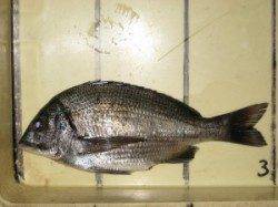 六本裏カセのチヌ、大物は産卵に入ったのか厳しい状態