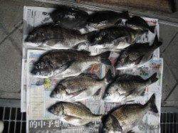 有田カマ磯にてチヌ44cm頭に8尾と好釣！！他にグレも