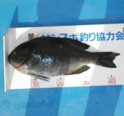 野原磯でグレ43.8cm頭に7匹とチヌの釣…