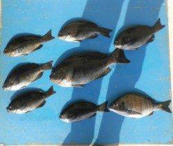 野原磯でグレ43.8cm頭に7匹とチヌの釣果