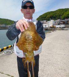 神谷一文字のヤエンで1.5kgの良型アオリイカ