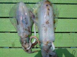 神谷一文字のヤエンで1.5kgの良型アオリイカ