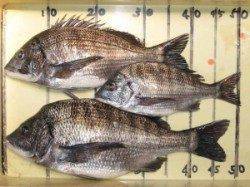 宮崎筏で銀色のチヌ釣果〜ノッコミチヌかもしれません