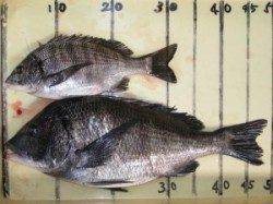 宮崎筏で銀色のチヌ釣果〜ノッコミチヌかもしれません