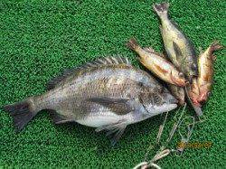 田井の一文字でナイスサイズのチヌが上がっています