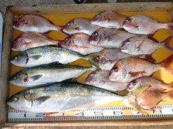 三尾の磯カゴ釣りでマダイ、ヒラマサ(^_^)v　ジギングでハマチも