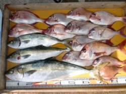 三尾の磯カゴ釣りでマダイ、ヒラマサ(^_^…