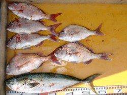 三尾の磯カゴ釣りでマダイ、ヒラマサ(^_^)v　ジギングでハマチも