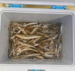 高浜周辺では稚鮎が3桁の好釣果
