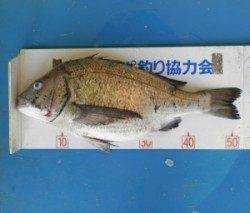 上佐波賀イカダ・大丹生防波堤で年なしチヌが釣れてます