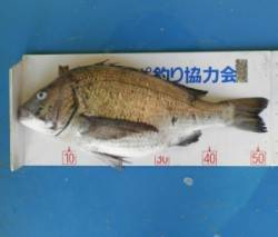 上佐波賀イカダ・大丹生防波堤で年なしチヌが…