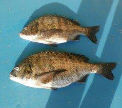 上佐波賀イカダ・大丹生防波堤で年なしチヌが釣れてます