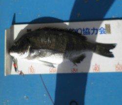 日引の地磯でチヌ50.6cmの釣果