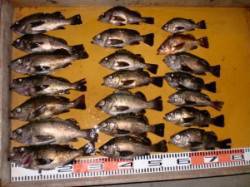 三尾の磯半夜でメバル大漁！ 活エビと青虫両…