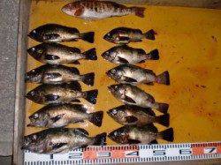 三尾の磯半夜でメバル大漁! 活エビと青虫両方釣れました☆