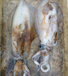 神谷一文字と沖一文字内向きにてヤエンのアオリイカ釣果