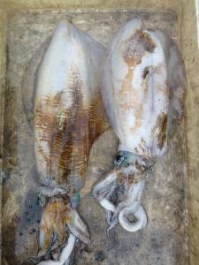 神谷一文字と沖一文字内向きにてヤエンのアオリイカ釣果