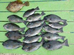 ケムリ島のフカセ釣り、午前中2時間ほどのグレ釣果