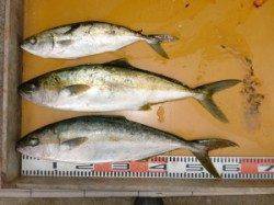 お見事！ヒラマサ２本ＧＥＴ　三尾の磯ショアジギング