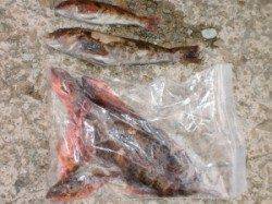 お見事！ヒラマサ２本ＧＥＴ　三尾の磯ショアジギング