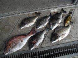 大磯でマダイ59cm！ ほかチヌ・アイゴも良型です