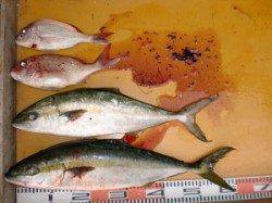 西肩でヒラマサとマダイのカゴ釣り〜潮よく動きました