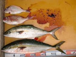 西肩でヒラマサとマダイのカゴ釣り〜潮よく動…