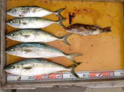 三尾の磯のジギング釣果〜ヒラマサがたくさん…