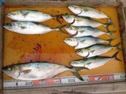 三尾の磯のジギング釣果〜ヒラマサがたくさんいてそうです♪